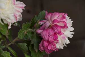 CHRYSANTHEMUM-24 (17)